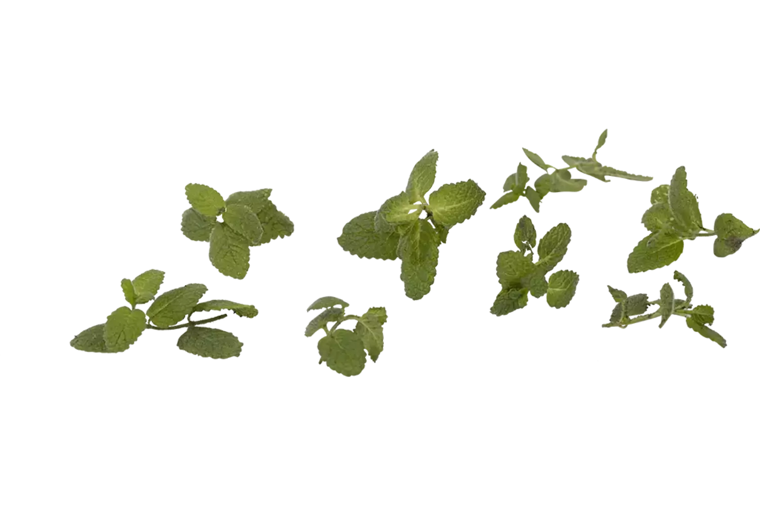 Pineapple mint spicy 20gr piece